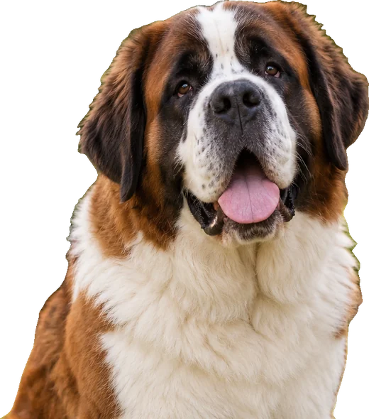 Cão São Bernardo